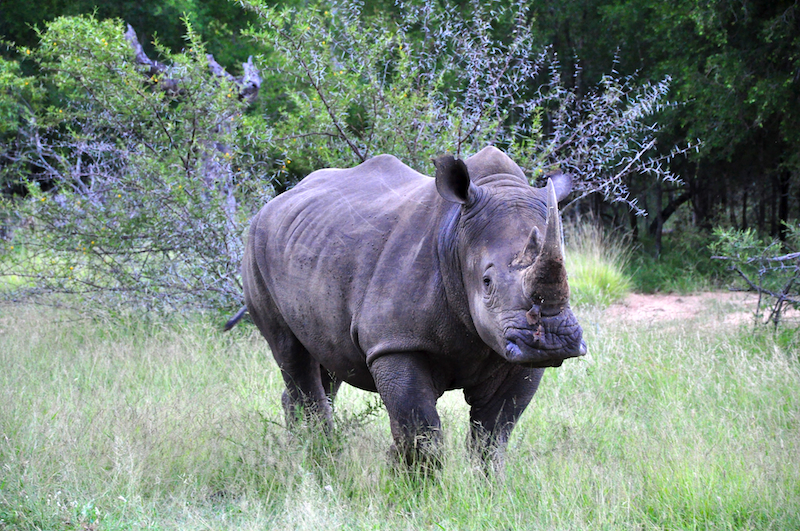 Melanie Heinrich - travel images - Lion Sands Private game reserver Hazyview